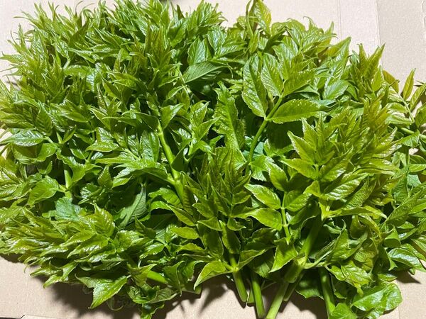 ◎無農薬栽培◎春の味覚◎摘みたて◎自生タラの芽◎即発送◎