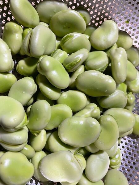 無農薬栽培◎そら豆のむき身600g◎送料無料◎即発送◎