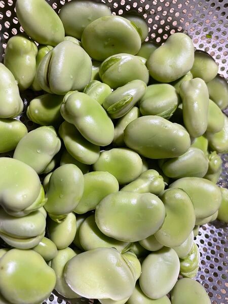 無農薬栽培◎そら豆のむき身600g◎送料無料◎即発送◎