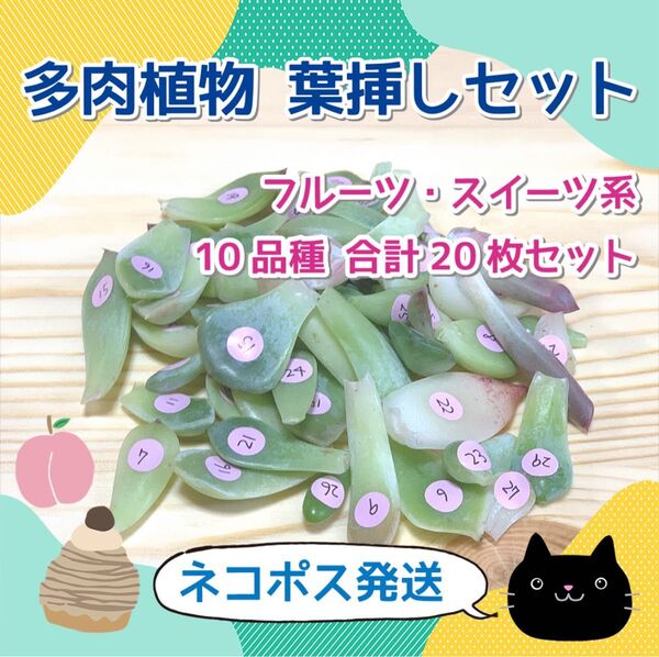 多肉植物 韓国苗 スイーツ系葉挿し10品種 20枚セット【8】