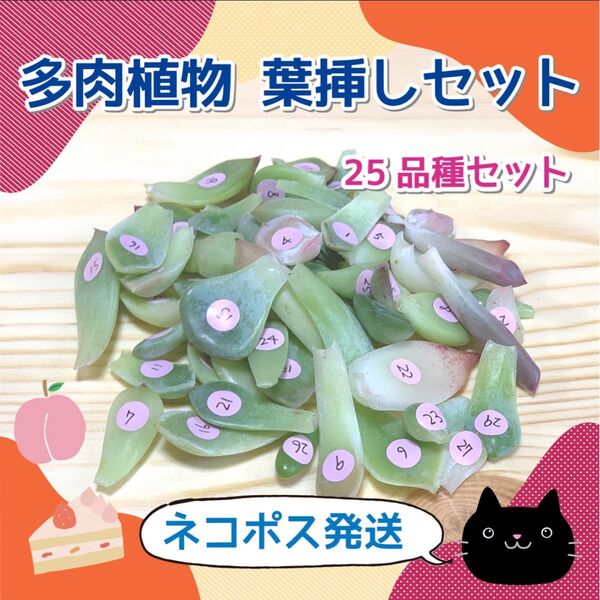 多肉植物 韓国苗 葉挿し 毒りんご入り 25品種セット【1】