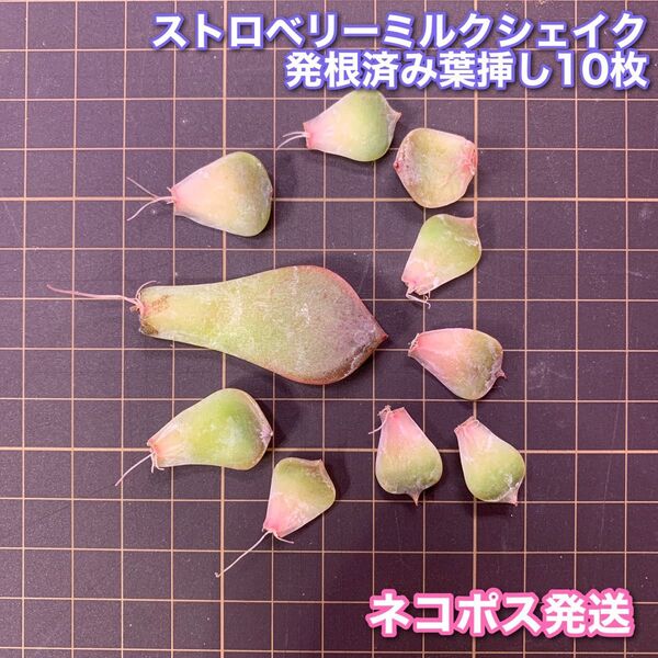 多肉植物 韓国苗 ストロベリーミルクシェイク 発根済み葉挿し10枚