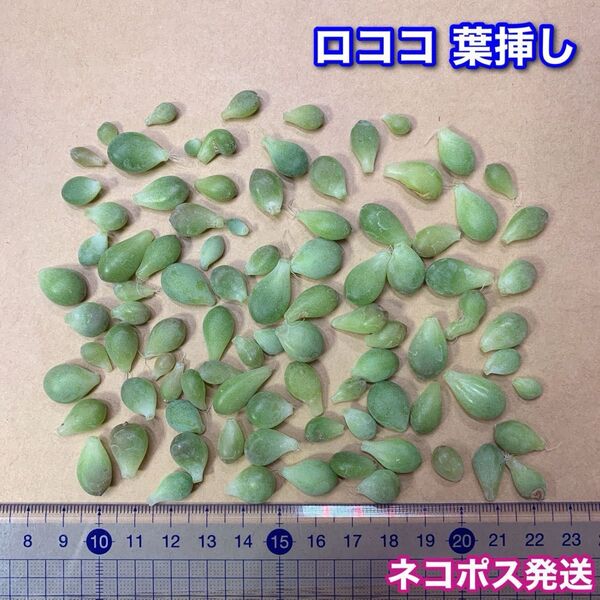 多肉植物 韓国苗 ロココ 葉挿し
