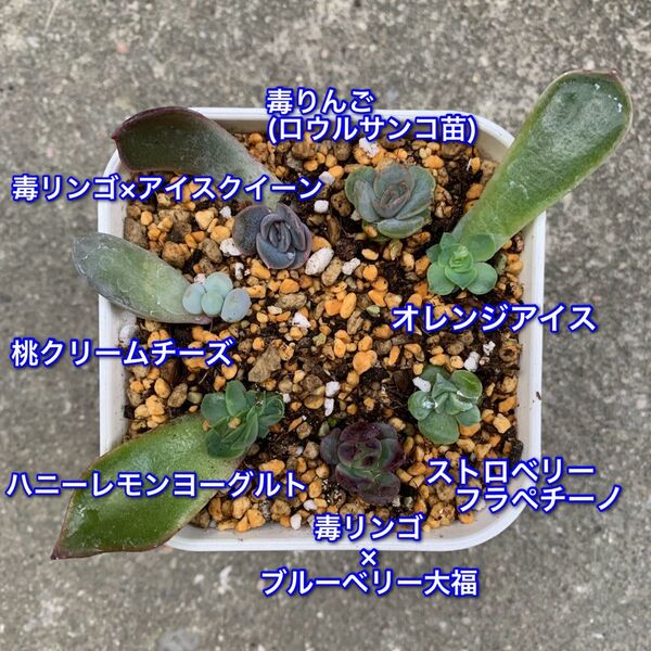 多肉植物 韓国苗 発芽発根済み 葉挿しセット 【9】