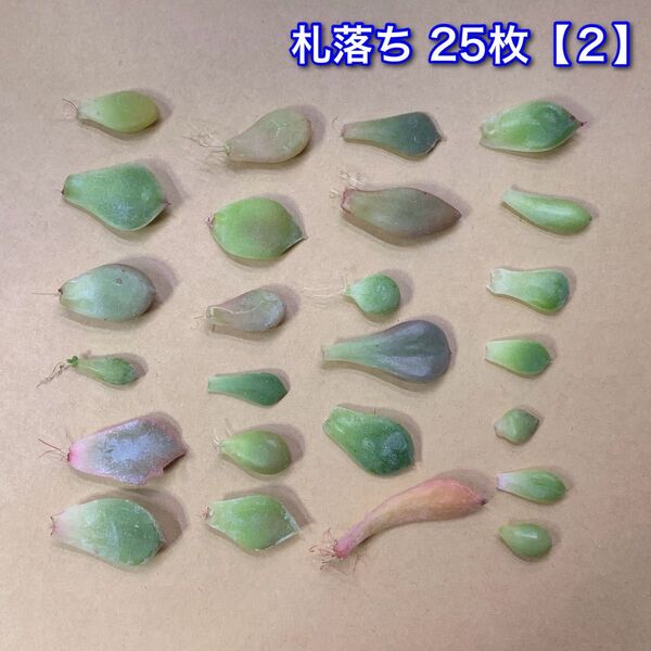 多肉植物 韓国苗 札落ち葉挿し25枚【2】