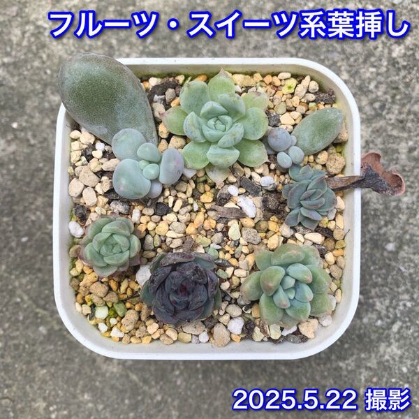 多肉植物 韓国苗 発芽発根済み カット苗 葉挿しセット 【8】