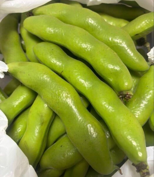 そら豆 無農薬栽培 宅配便コンパクトいっぱい