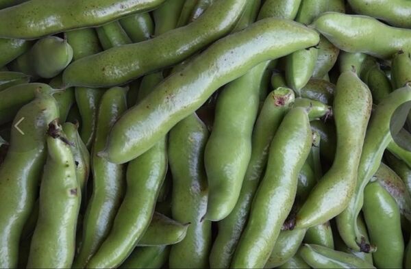 500グラム 無農薬栽培そら豆 在来種空豆