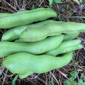 500グラム 無農薬栽培そら豆 在来種空豆