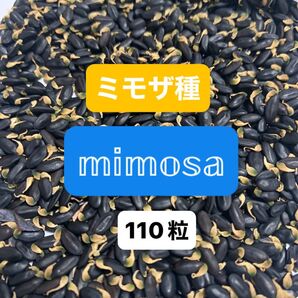 銀葉アカシアミモザ*種 110粒