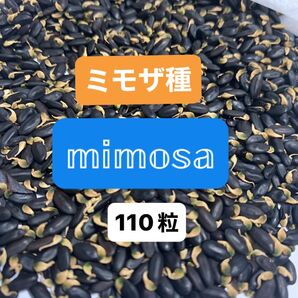 銀葉アカシアミモザ*種110粒