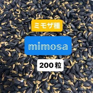 ミモザアカシアの種 200粒
