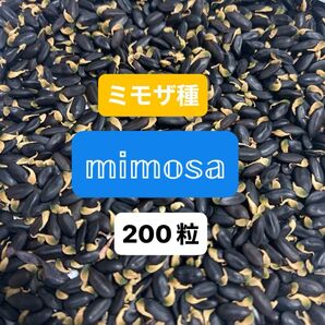銀葉アカシアミモザ種 200粒
