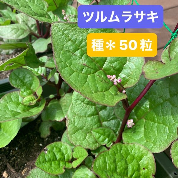 ツルムラサキ*種 50粒