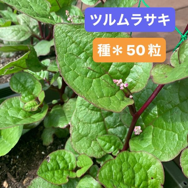 ツルムラサキ*種 50粒 (赤茎)