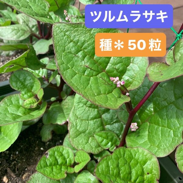 ツルムラサキ*種 50粒 (赤茎)