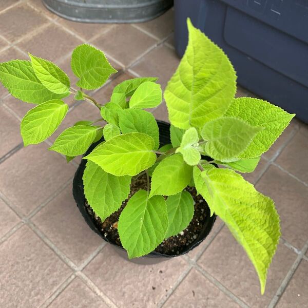 F アナベル白 紫陽花*Annabel 2株