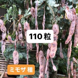 銀葉アカシアミモザ種 110粒