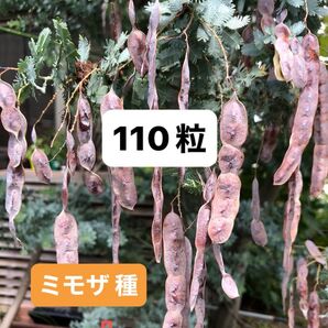 銀葉アカシアミモザ種 110粒