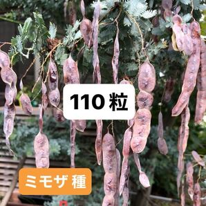 銀葉アカシアミモザ種 110粒