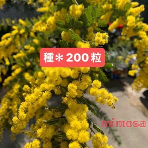ミモザアカシアの種 200粒