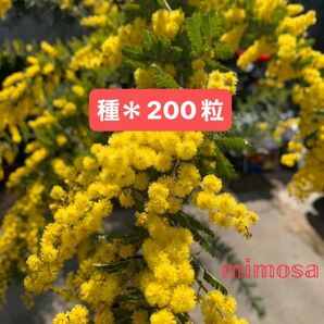 ミモザアカシアの種 200粒
