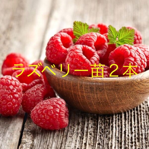 ラズベリー苗2本(プレゼントつき)