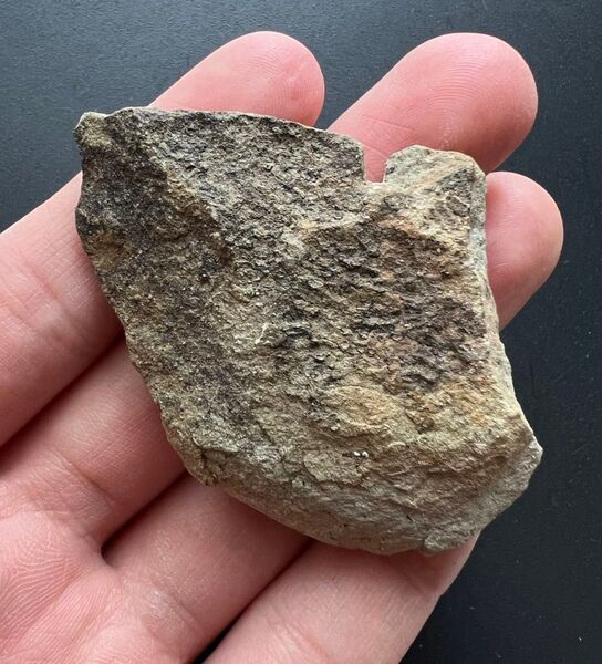 ドリオサウルスの皮膚痕化石 恐竜 化石 ジュラ紀 ワイオミング