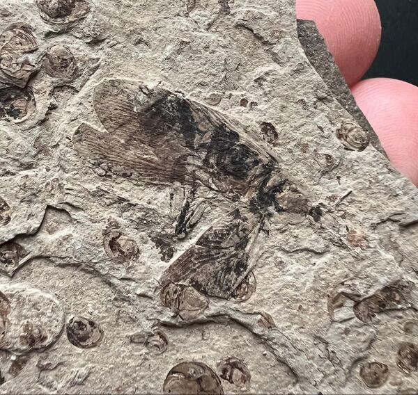 白亜紀のゴキブリ化石 昆虫 ゴキブリ 化石 白亜紀 中国 カイエビ
