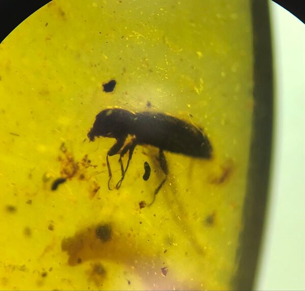 ビルマ琥珀 オサムシの1種? 甲虫 虫入り琥珀 琥珀 化石 白亜紀 バーマイト