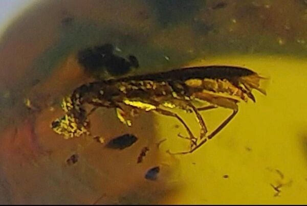ビルマ琥珀 アリモドキ 甲虫 虫入り琥珀 琥珀 化石 白亜紀 バーマイト
