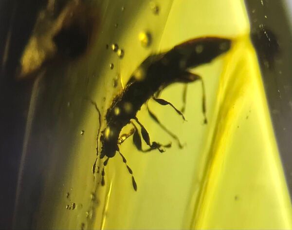 ビルマ琥珀 カメムシ 虫入り琥珀 琥珀 化石 白亜紀 バーマイト