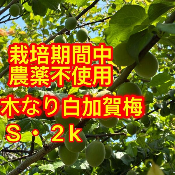 栽培期間中農薬不使用!木なり白加賀梅・S・2k