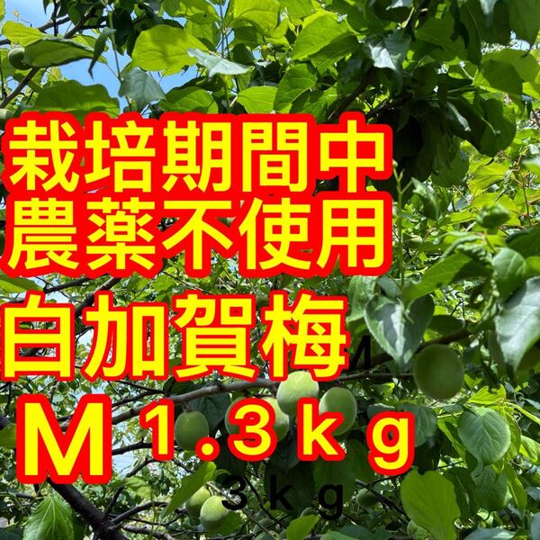 新鮮栽培期間中農薬不使用の・白加賀梅1.3kgMサイズ