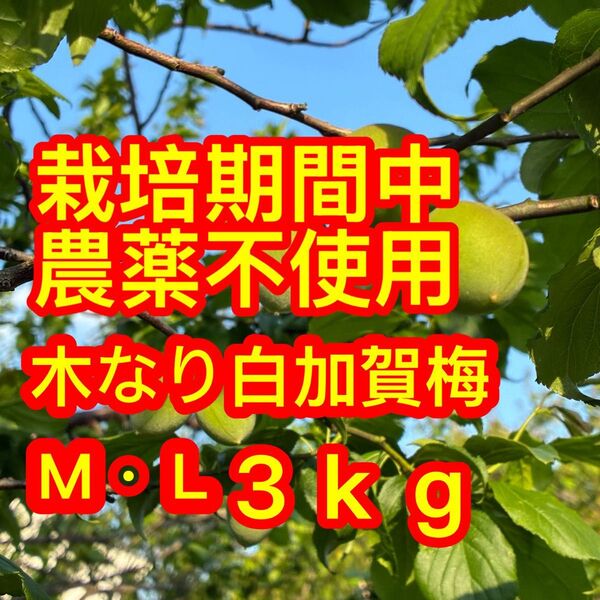 栽培期間中農薬不使用白加賀梅M.L3kg