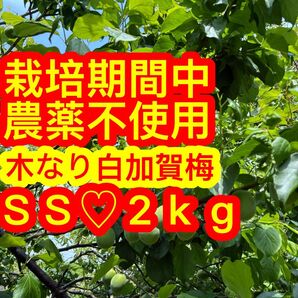 ☆栽培期間中農薬不使用木なり♪白加賀梅SS2kg