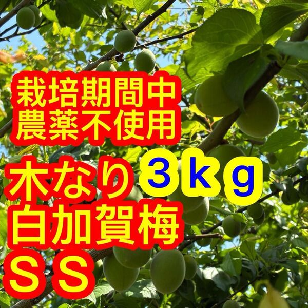 ☆栽培期間中農薬不使用!木なり♪白加賀梅SS3kg