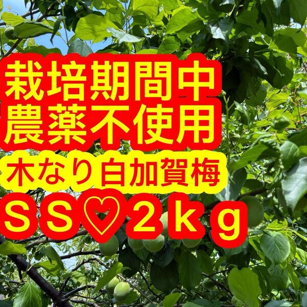 ☆栽培期間中農薬不使用!木なり♪白加賀梅SS2kg