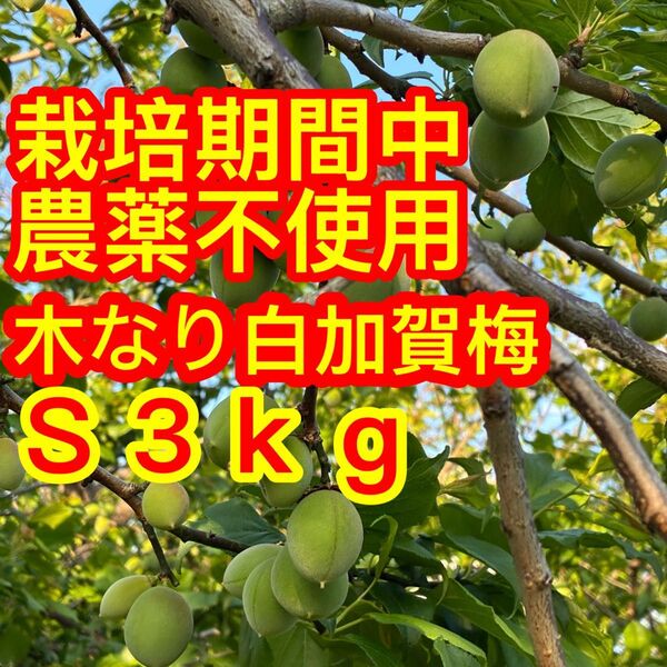 ☆栽培期間中農薬不使用!木なり♪白加賀梅S・・3kg
