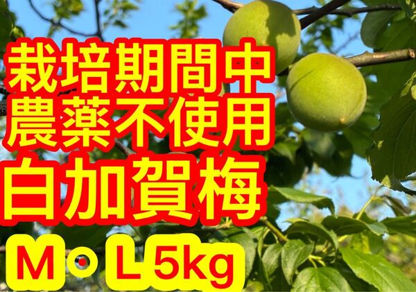 栽培期間中農薬不使用!木なり白加賀梅・M・L5kg