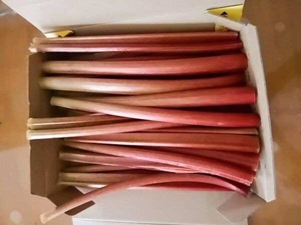 赤ルバーブ 1kg 農薬不使用