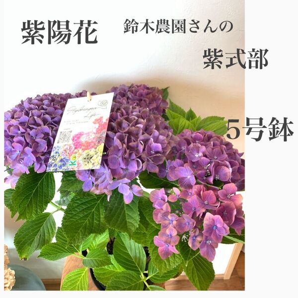 紫陽花 鈴木農園さんの紫式部 5号鉢