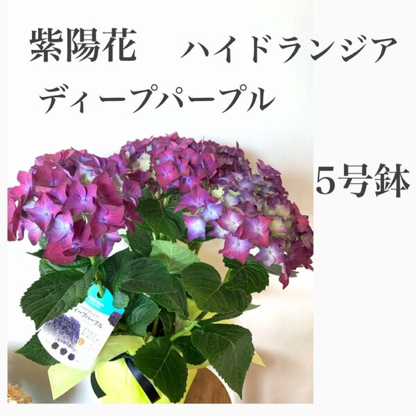 紫陽花 ハイドランジア ディーパープル 5号鉢