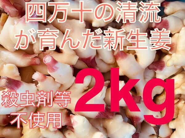 高知県四万十市産新生姜 A品2kg
