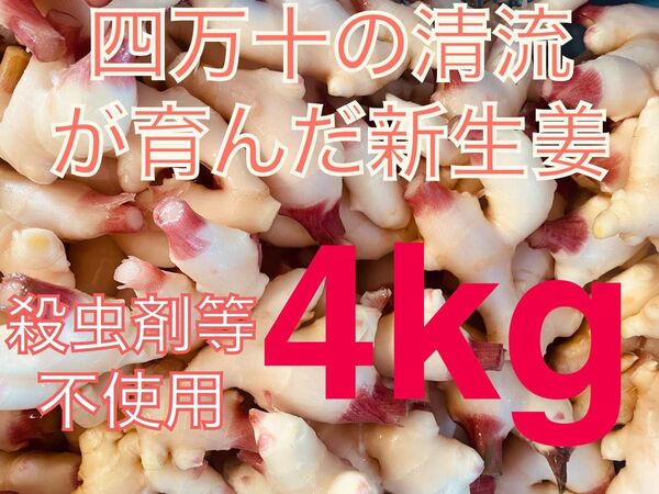 高知県四万十市産新生姜 A品2kg