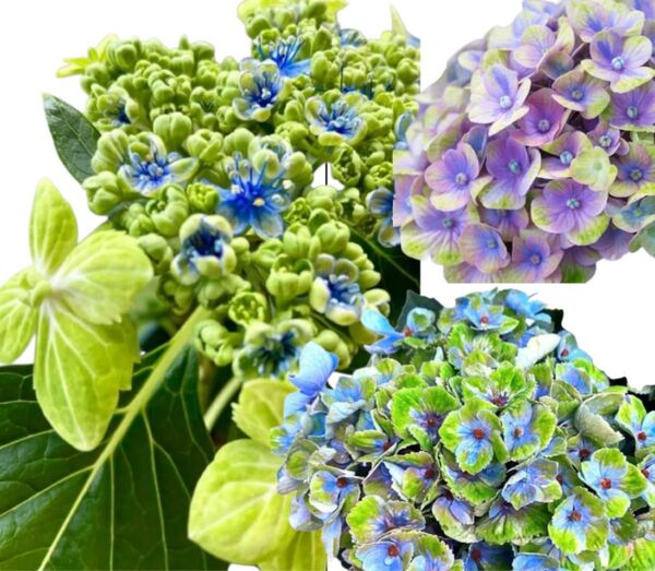 紫陽花★セット価格★マジカルコーラルレオニー&大島緑花 挿し穂計3本