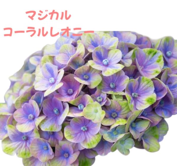 アジサイ★挿し穂2本 マジカル コーラルレオニー 紫陽花 あじさい グラデーション 青緑 紫
