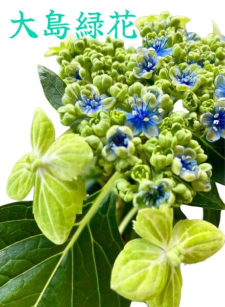 希少★大島緑花★ガクアジサイ 紫陽花 挿し穂2本 アジサイ あじさい 青緑 ピスタチオグリーン