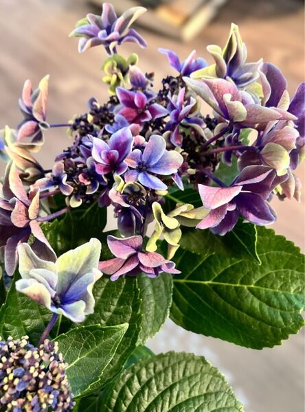 希少 紫陽花★月虹 挿し穂2本
