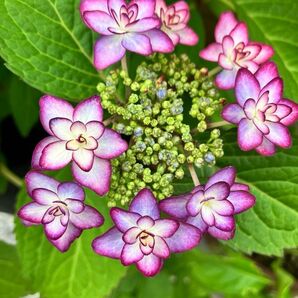 ひな祭り★紫陽花 挿し穂 ピンク 紫 グラデーション